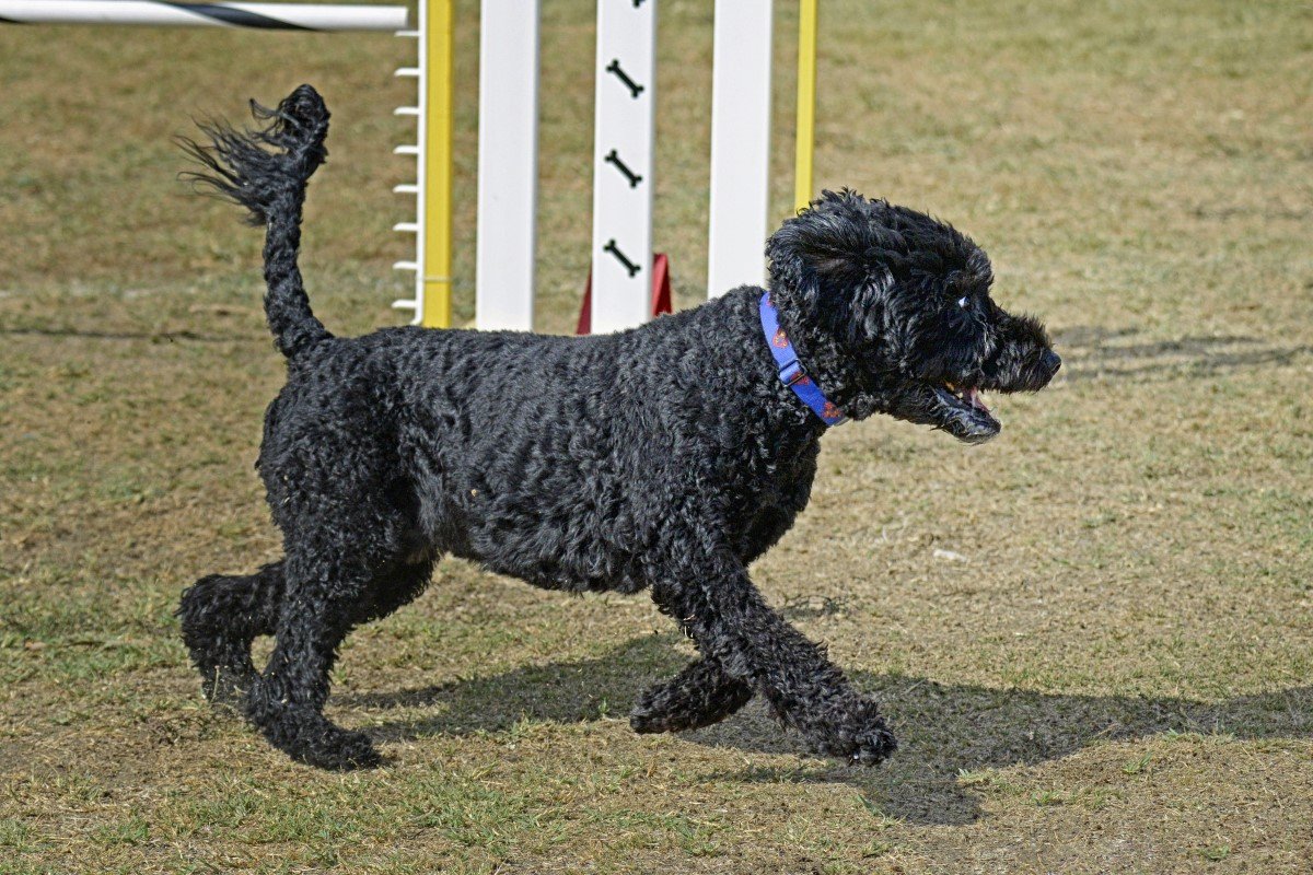 portugal vizikutya agility