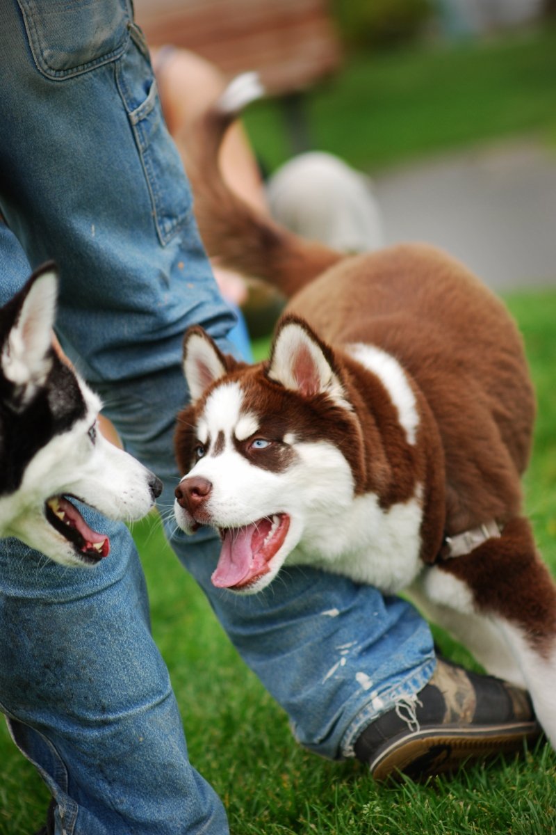 husky kölyök orr szaglászik üdvözlés