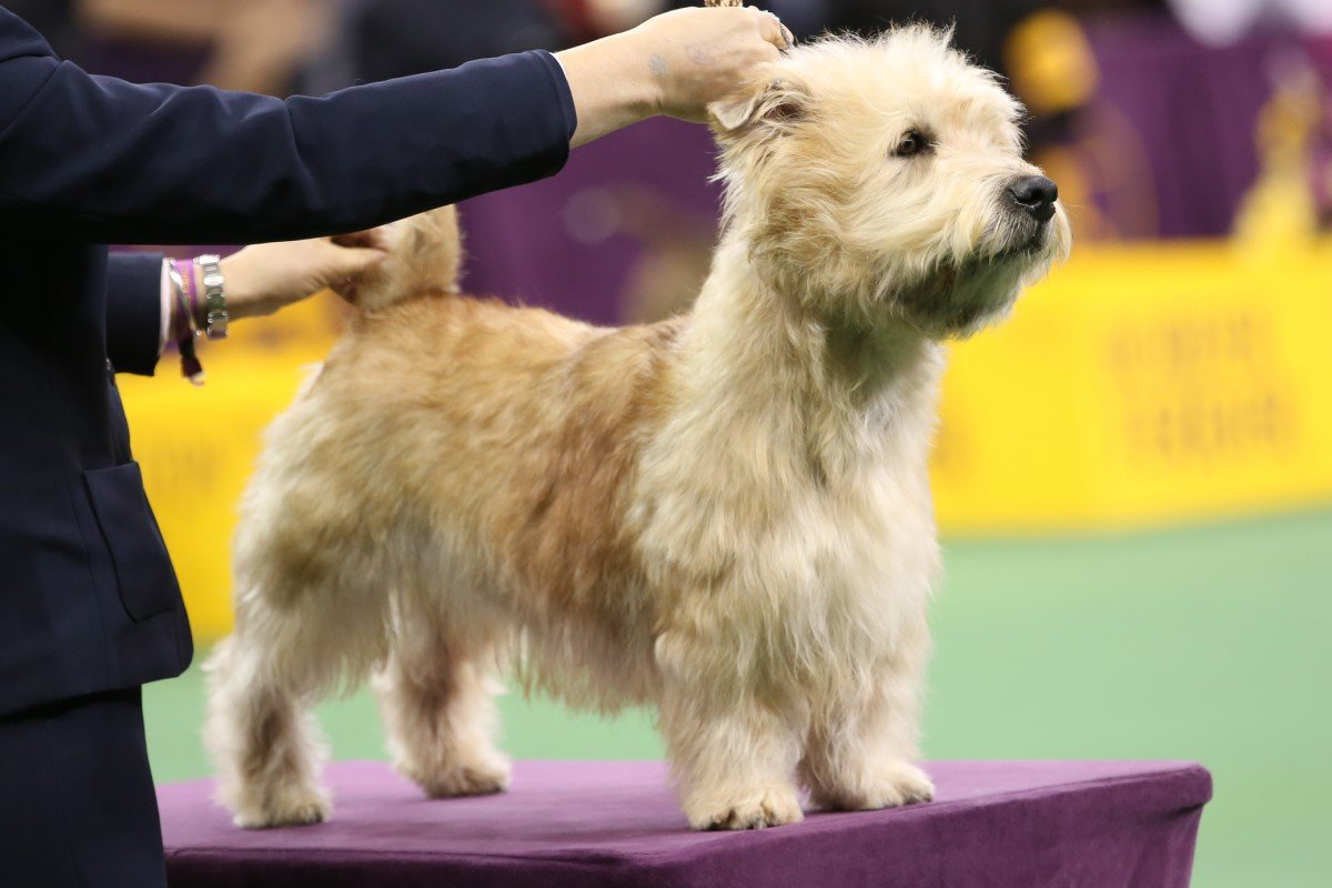 glen of imaal terrier kiállítás