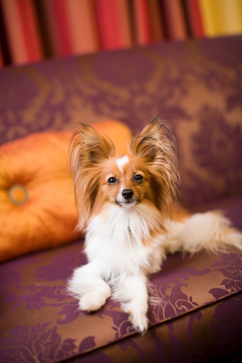 papillon luxus kanapé