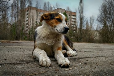 Kutya Csernobilban