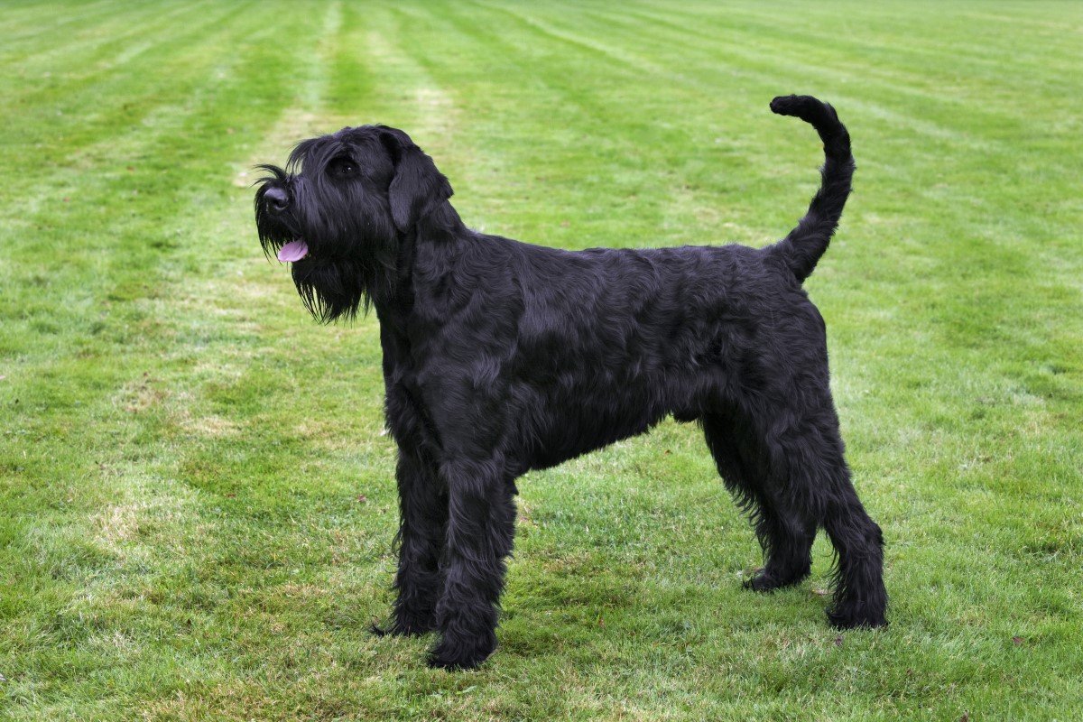 óriás schnauzer