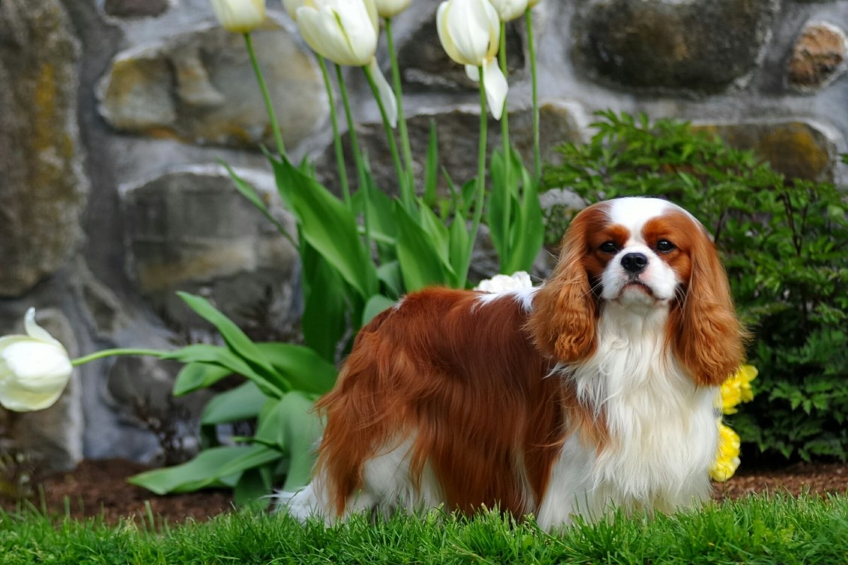 cavalier king charles spániel tavasz virág