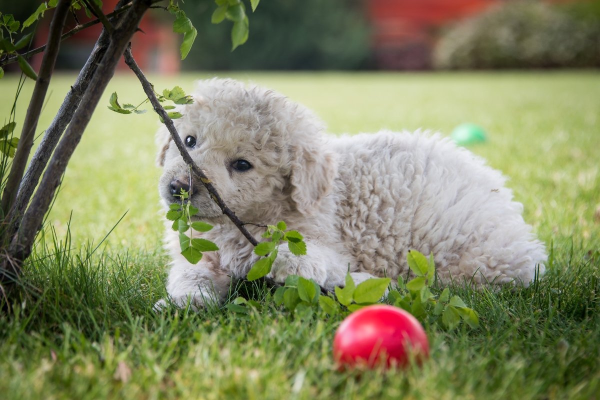 Kuvasz kölyök
