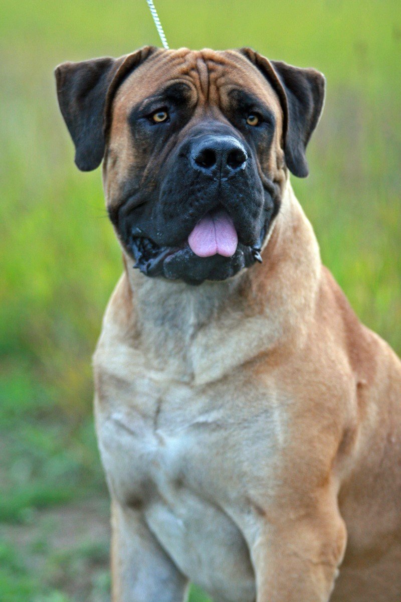 boerboel