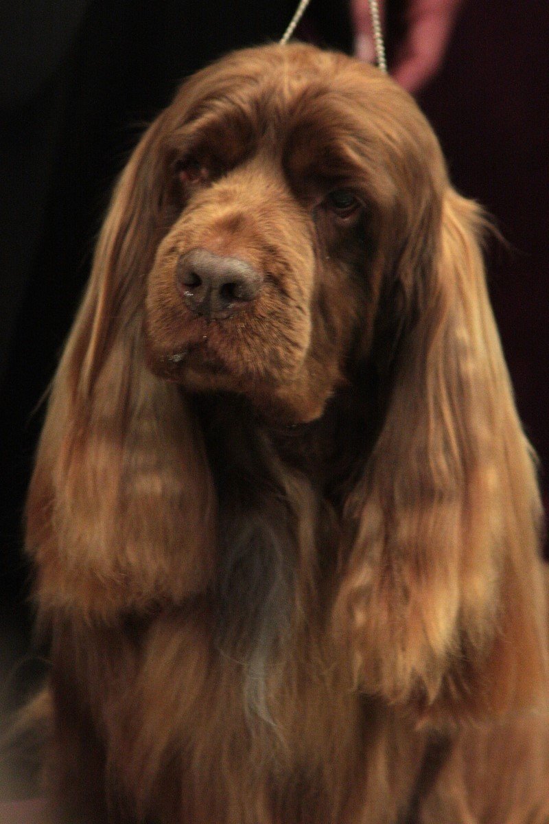 sussexi spaniel