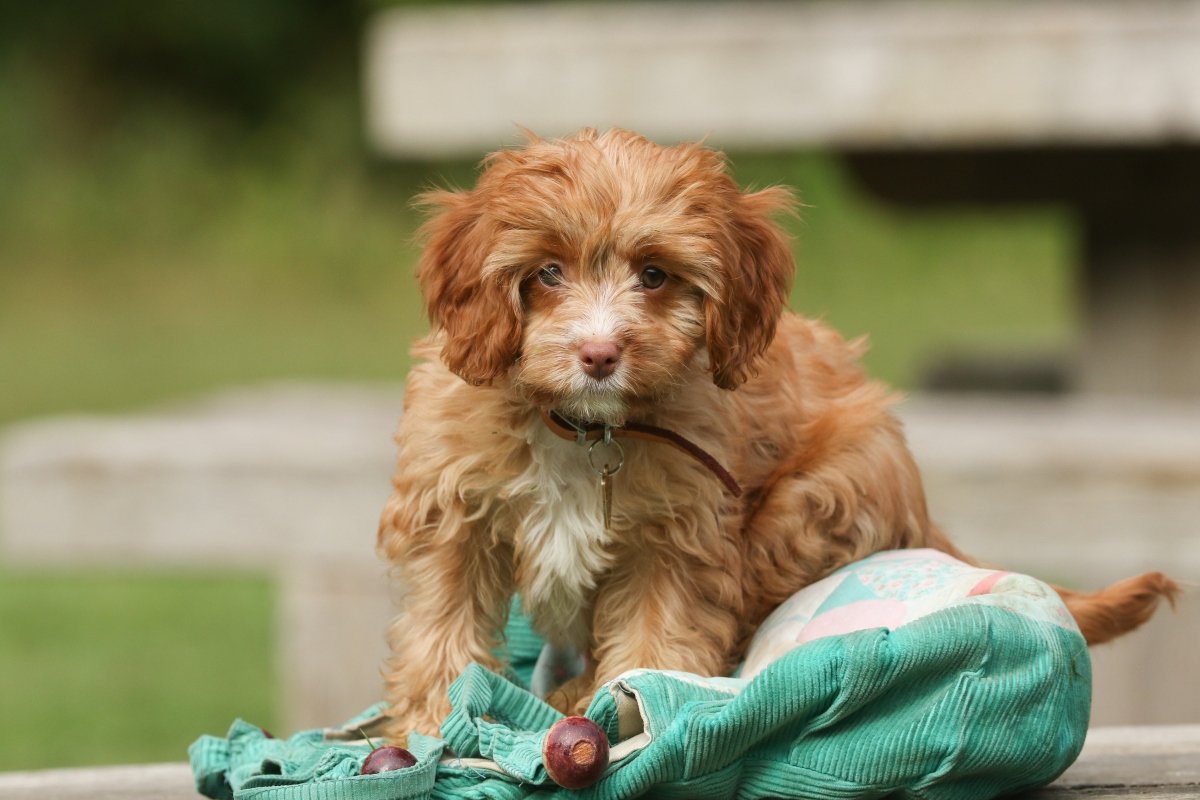 cavapoo