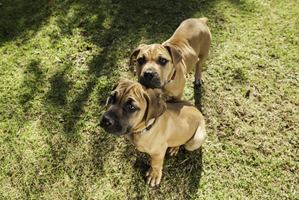 boerboel két kölyökkutya