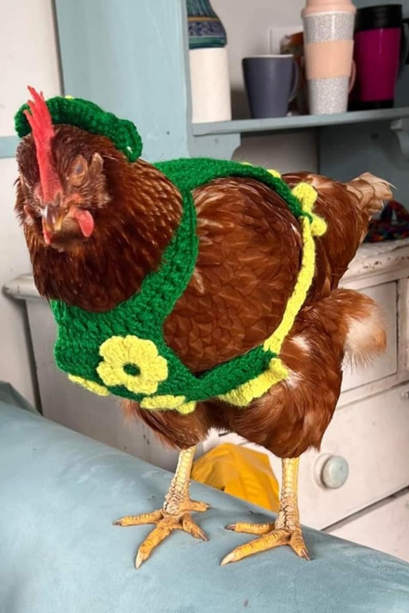 Henny Penny (1)