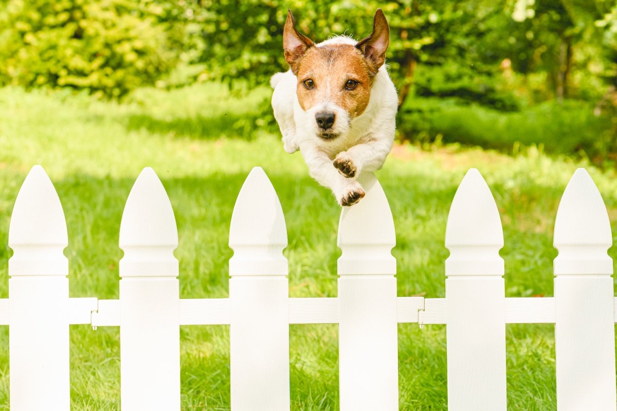 jack russell terrier átugrik a kerítés felett