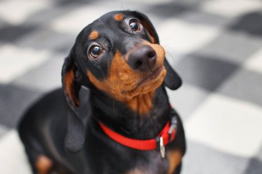 Gazdáját figyelő tacskó