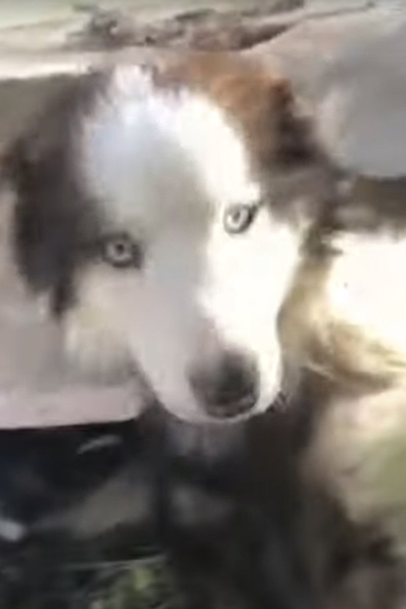 Törökország husky 2 (1)