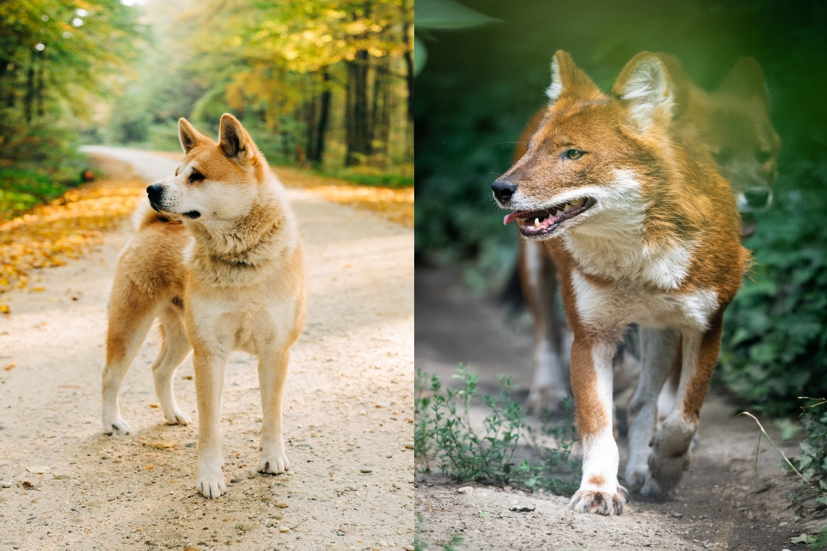 akita ázsiai vadkutya