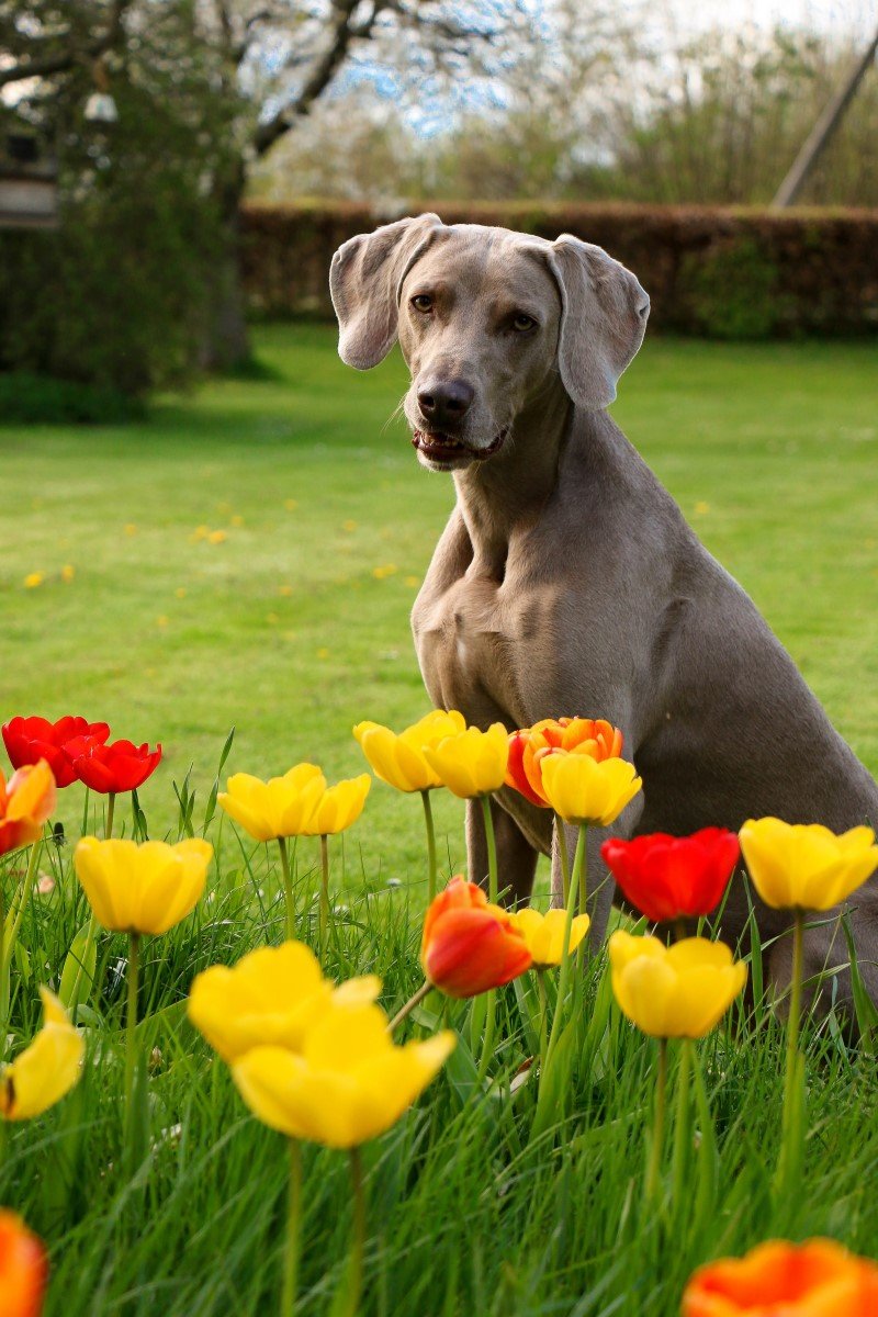 tulipánnal