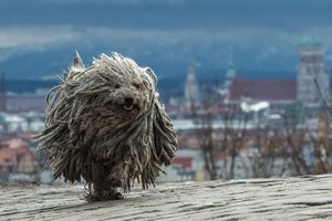 fehér puli fut