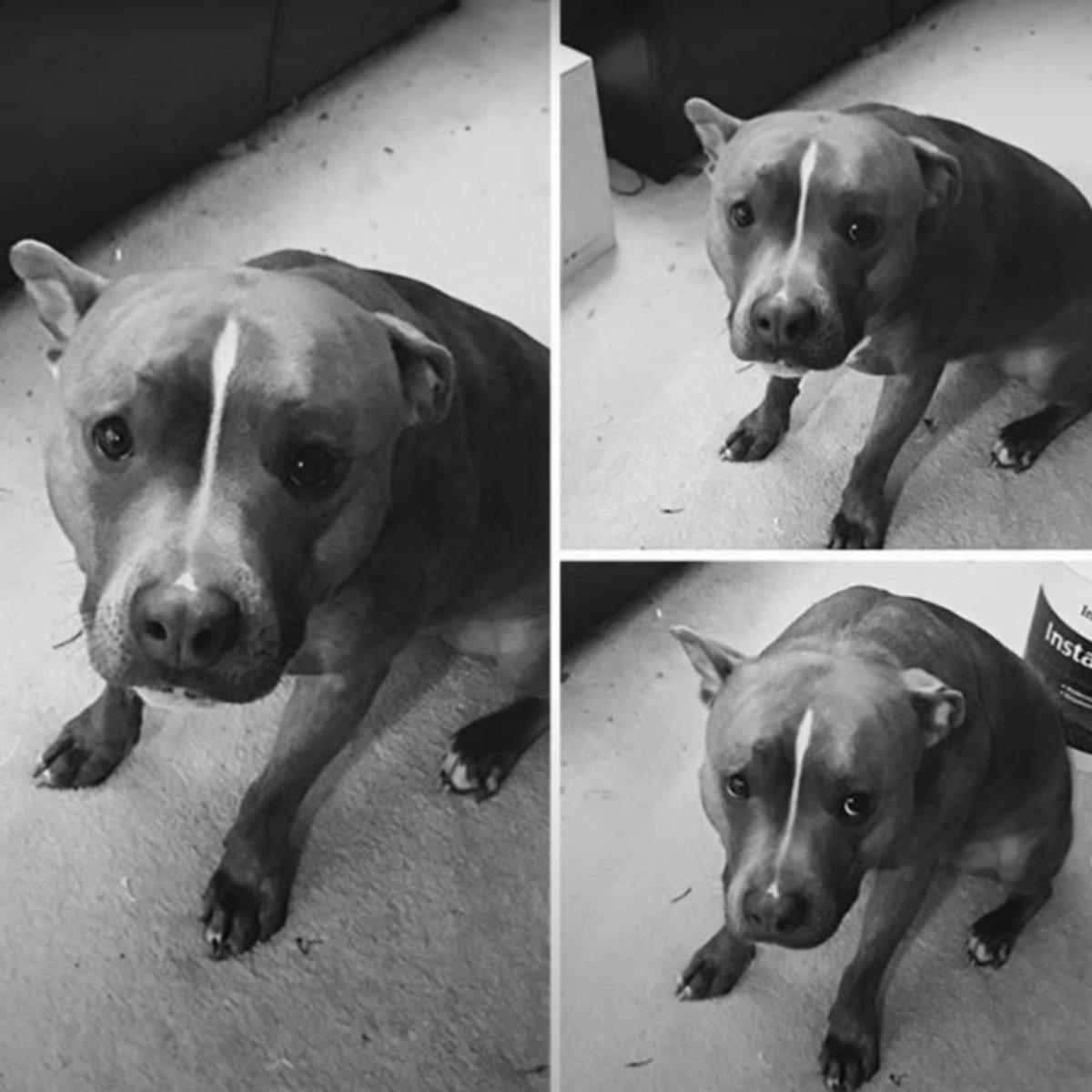 furcsa pitbull 4 (1)