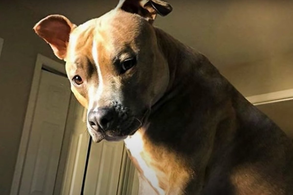 furcsa pitbull 6 (1)