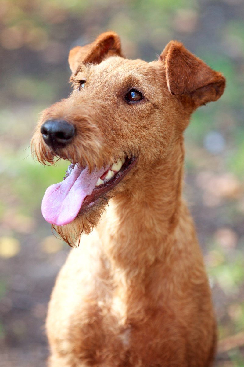 ír terrier