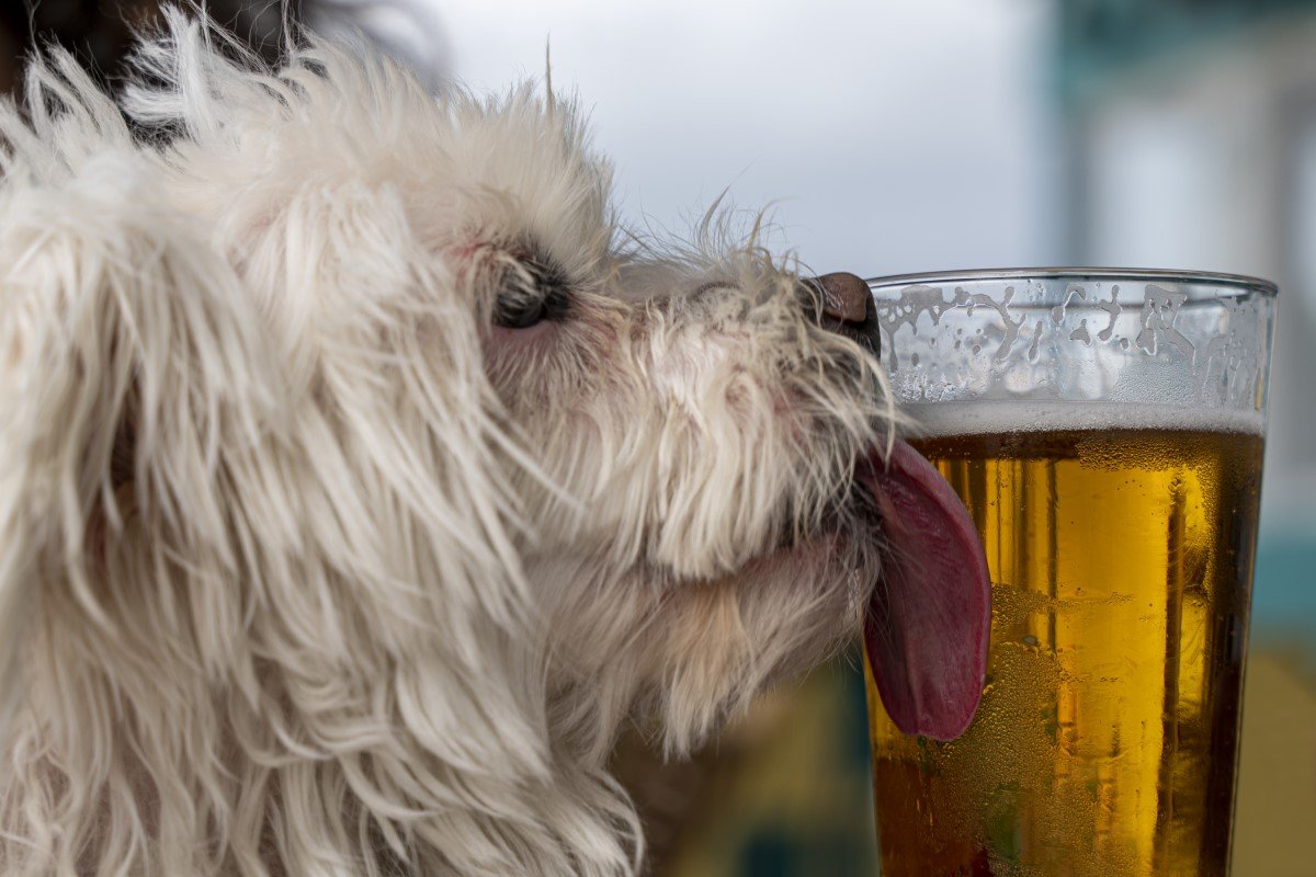 kutya alkohol sör nyal