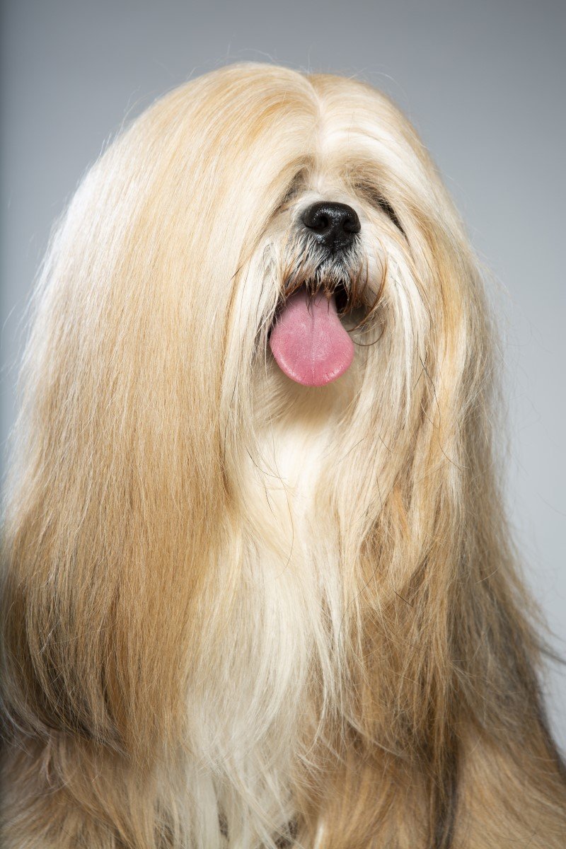 lhasa apso