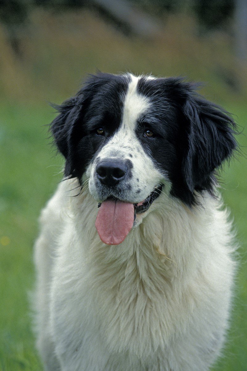 landseer