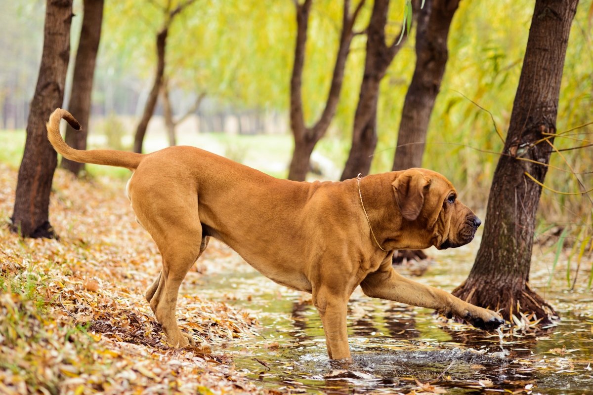 fila brasileiro brazil masztiff erdő séta