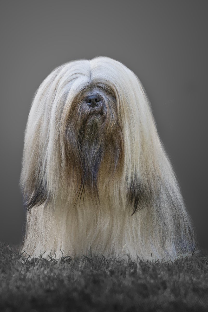 lhasa apso