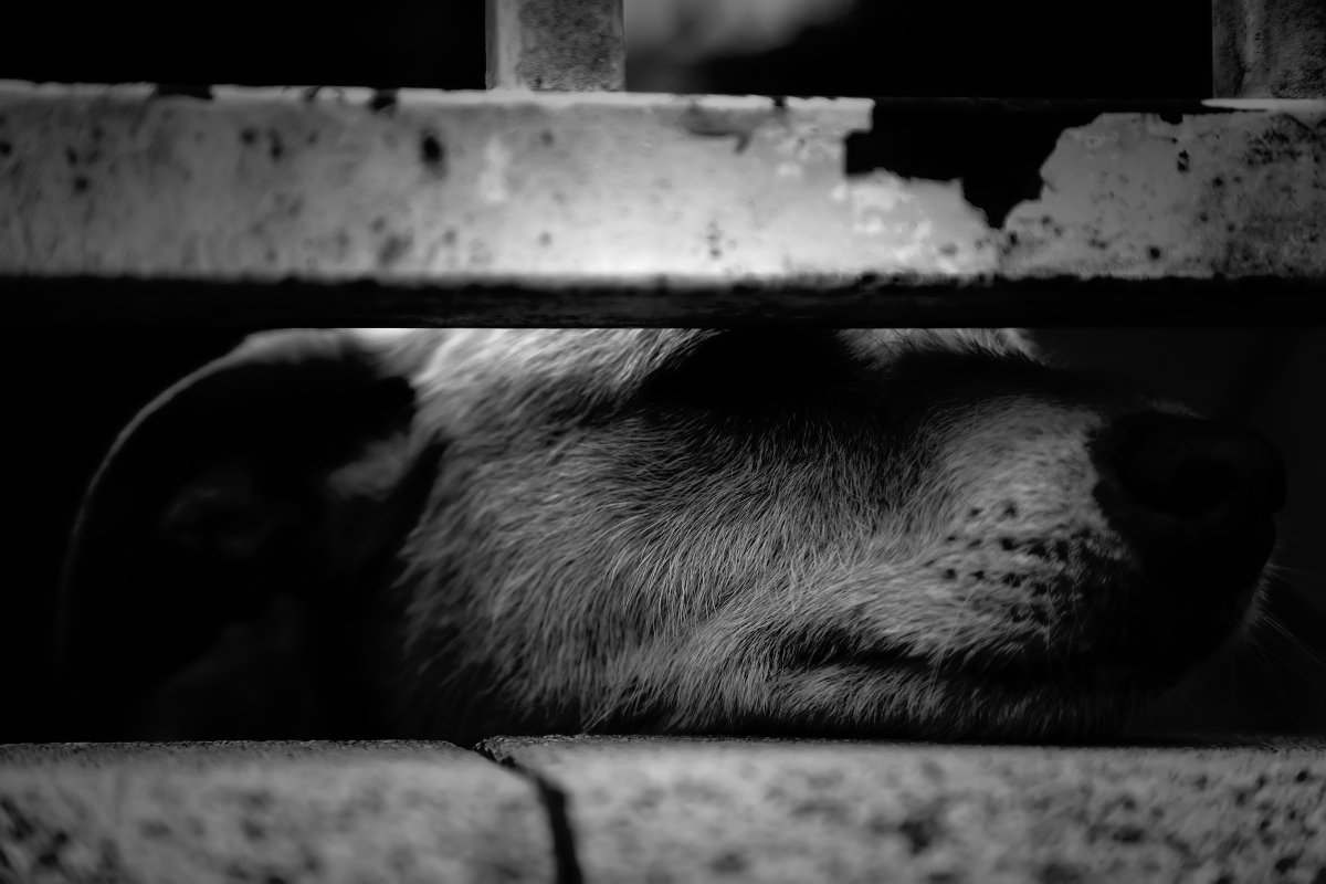 bántalmazott szomorú kennel