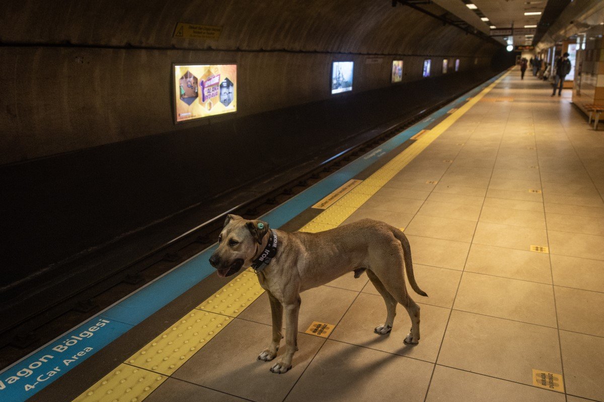 boji kóbor kutya metró isztambul
