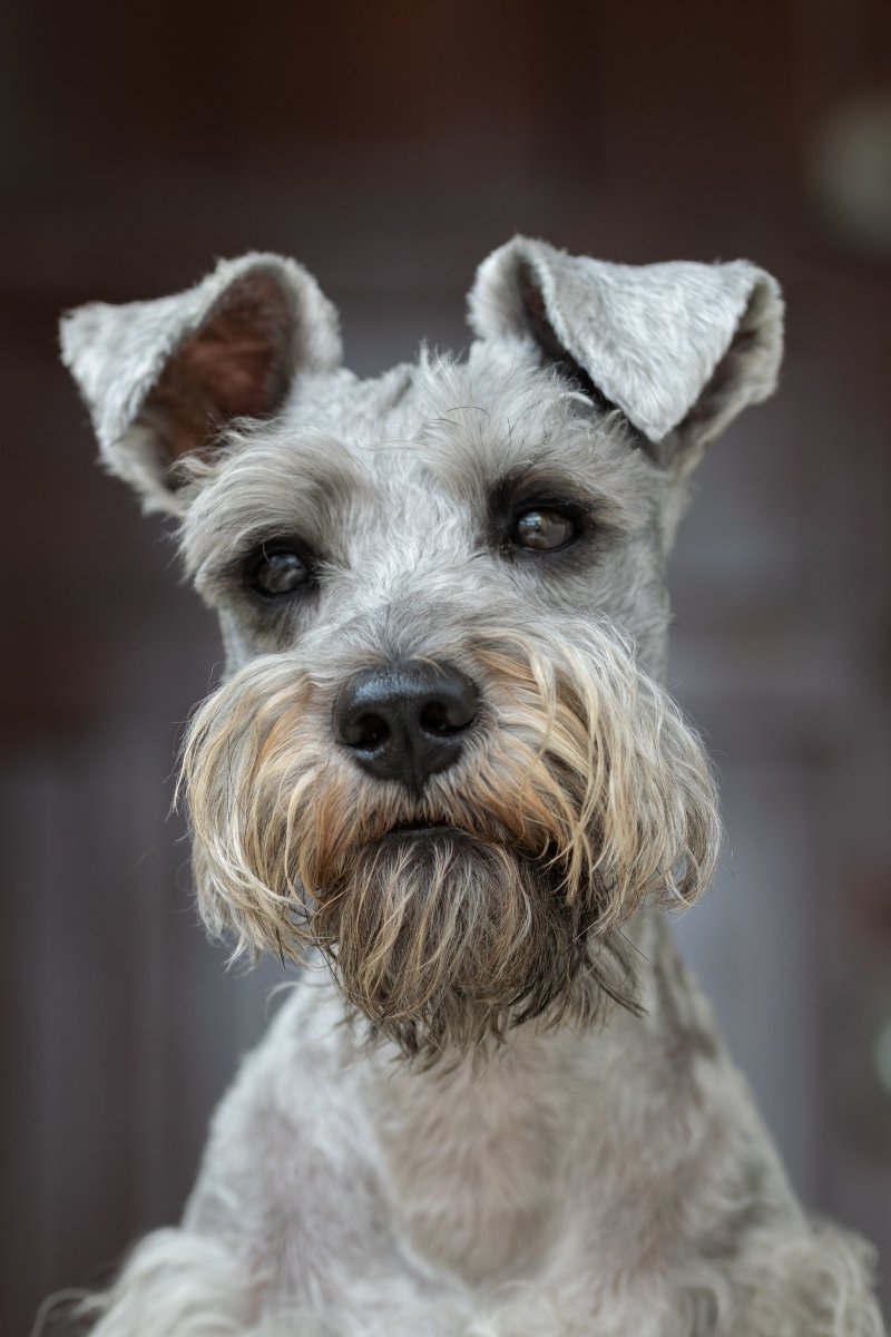 törpe Schnauzer