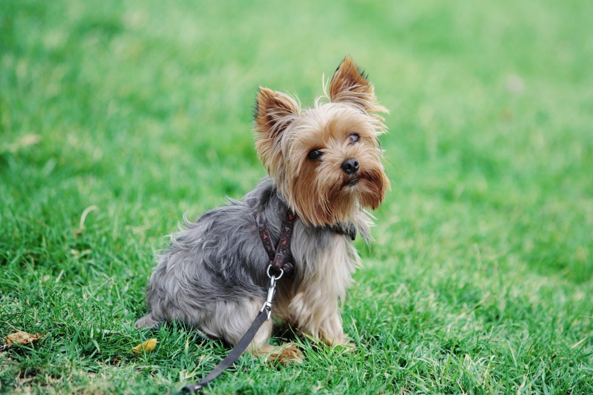 yorkshire terrier póráz hám