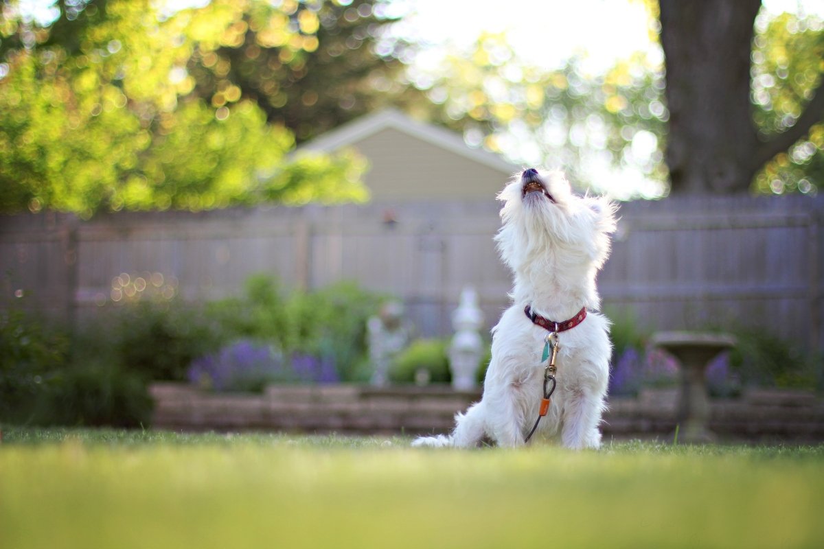 west highland white terrier ugat