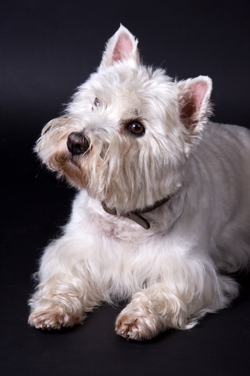 west highland white terrier