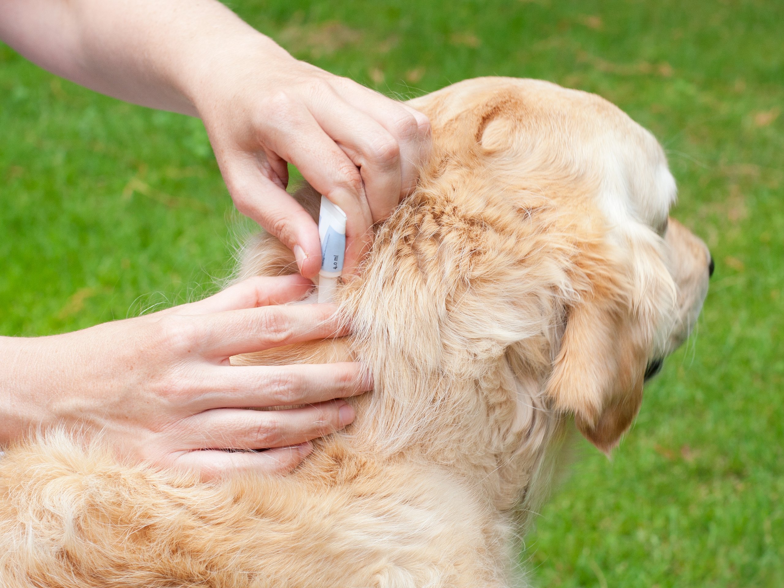 Tick prevention on a golden retriever
