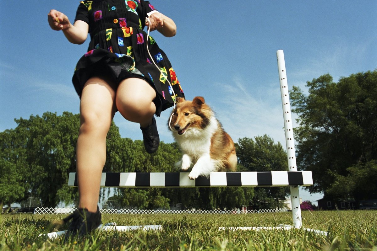 agility shetlandi juhászkutya