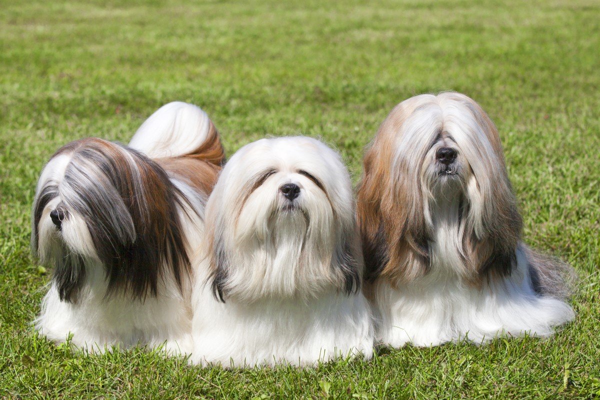 lhasa apso három kutya több