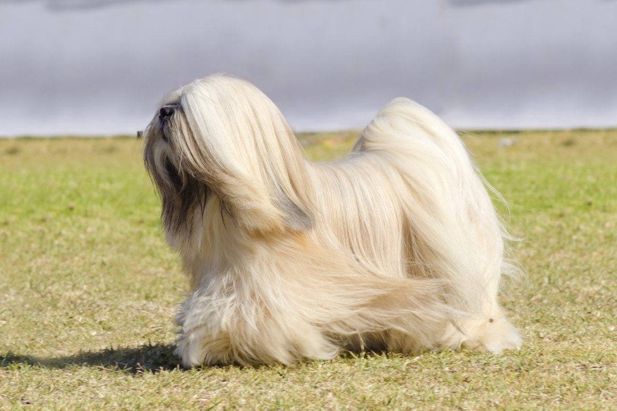 lhasa apso