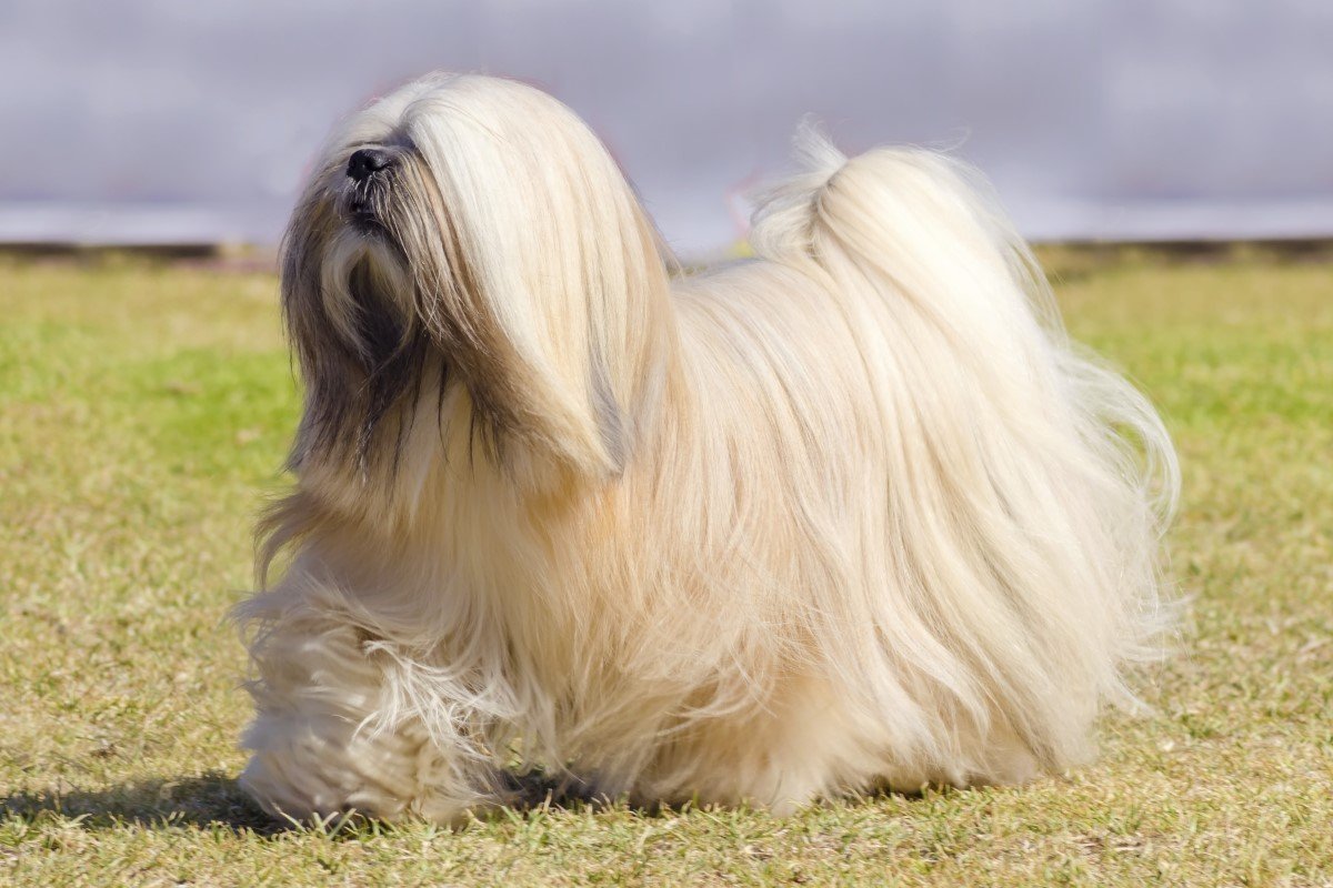 lhasa apso