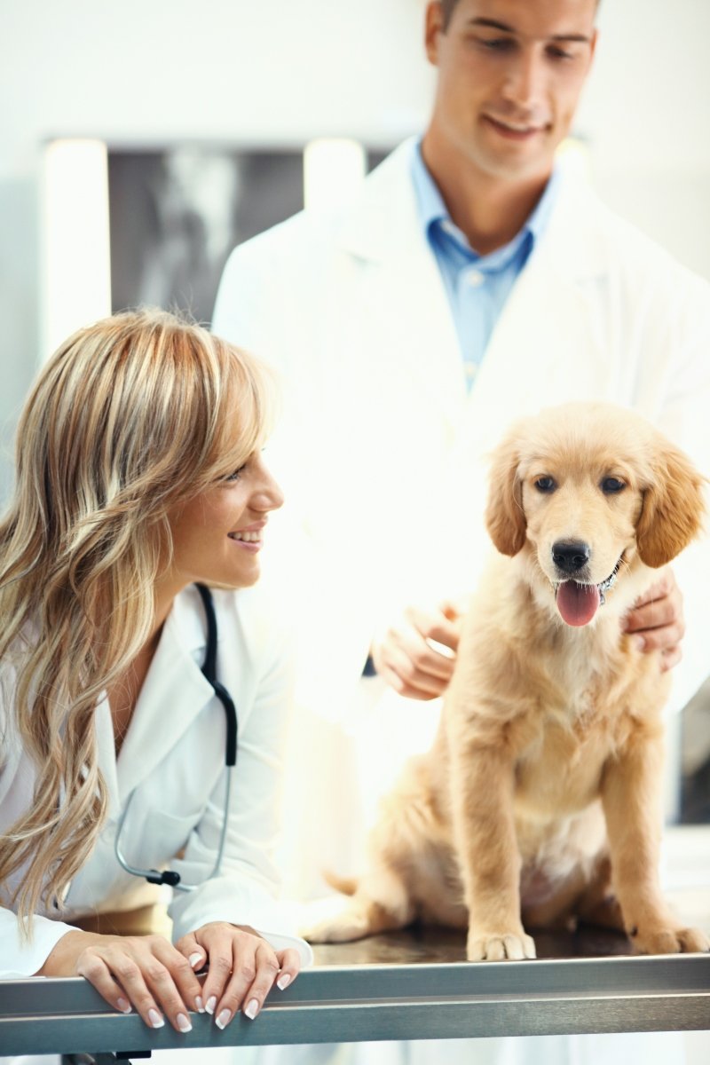 állatorvos kölyök golden retriever