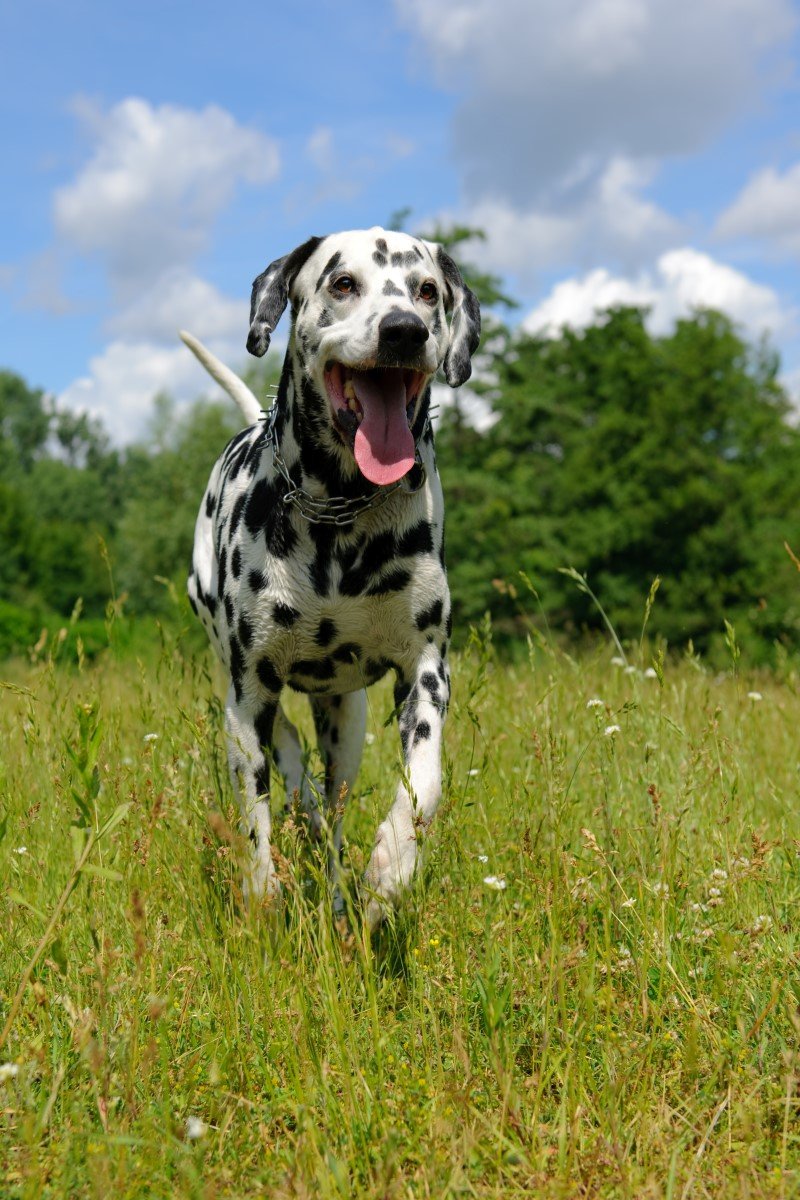 dalmata