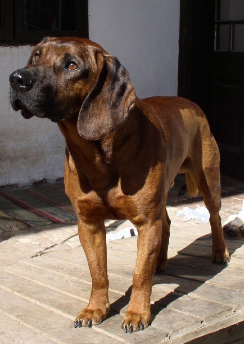 hannoveri véreb wikipédia
