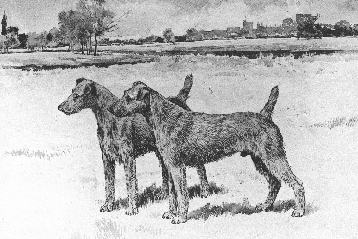 ir terrier abra