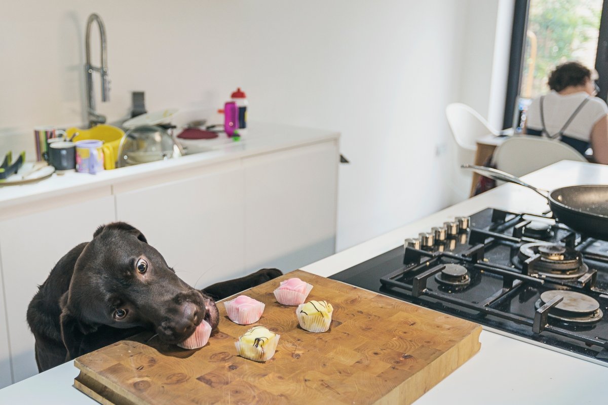 labrador konyha ételt lop eszik borító