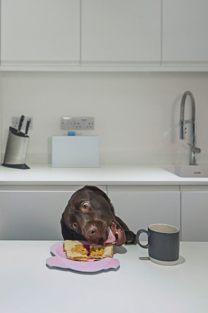 labrador konyha ételt lop eszik