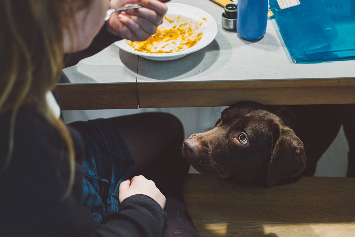 labrador kunyerál kuncsorog