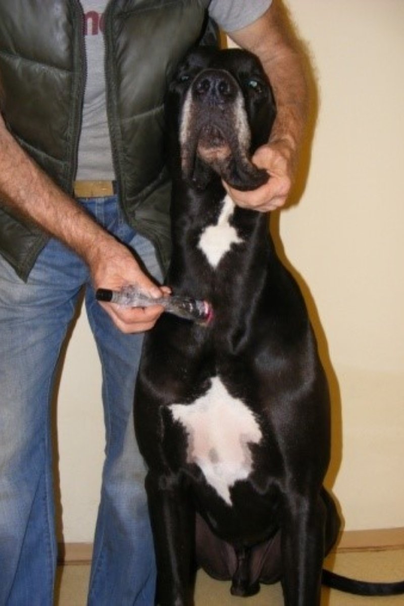 lézer német dog