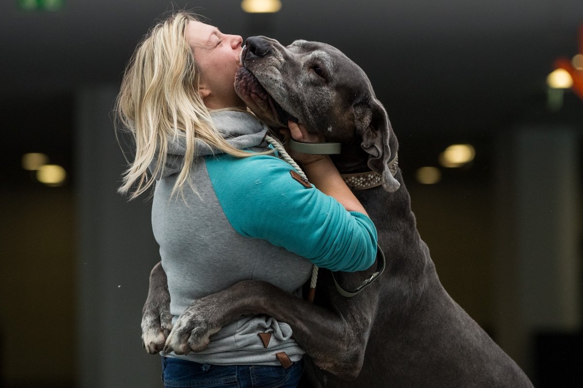 német dog szeret ölel ölelés angol borító