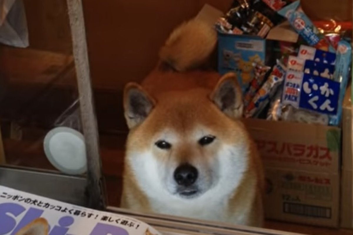 trafikos shiba inu
