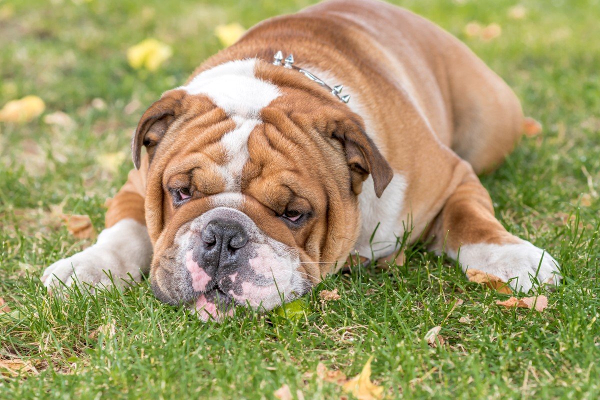 bulldog