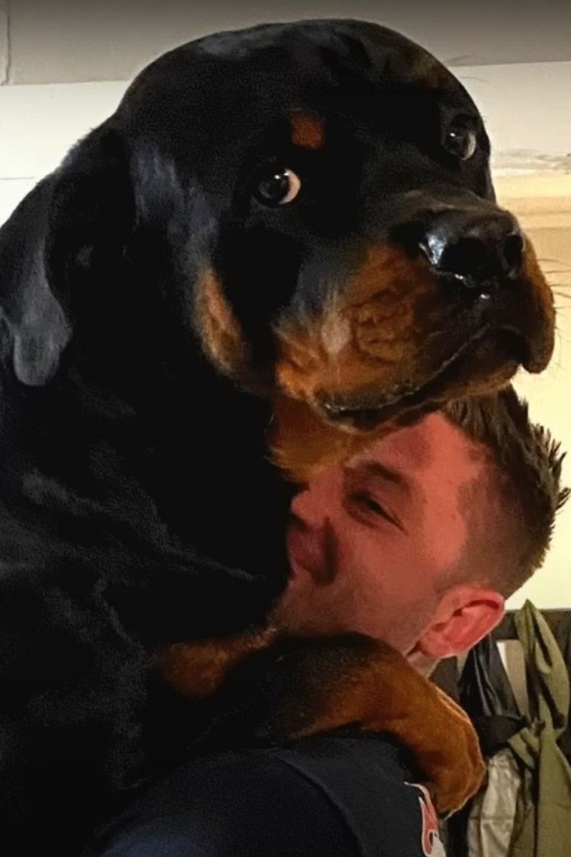 bújós rottweiler 3 (1)